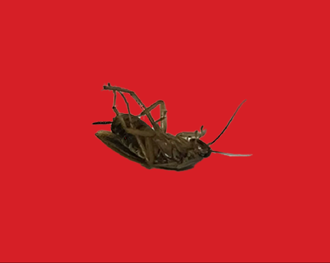 Roach Game
